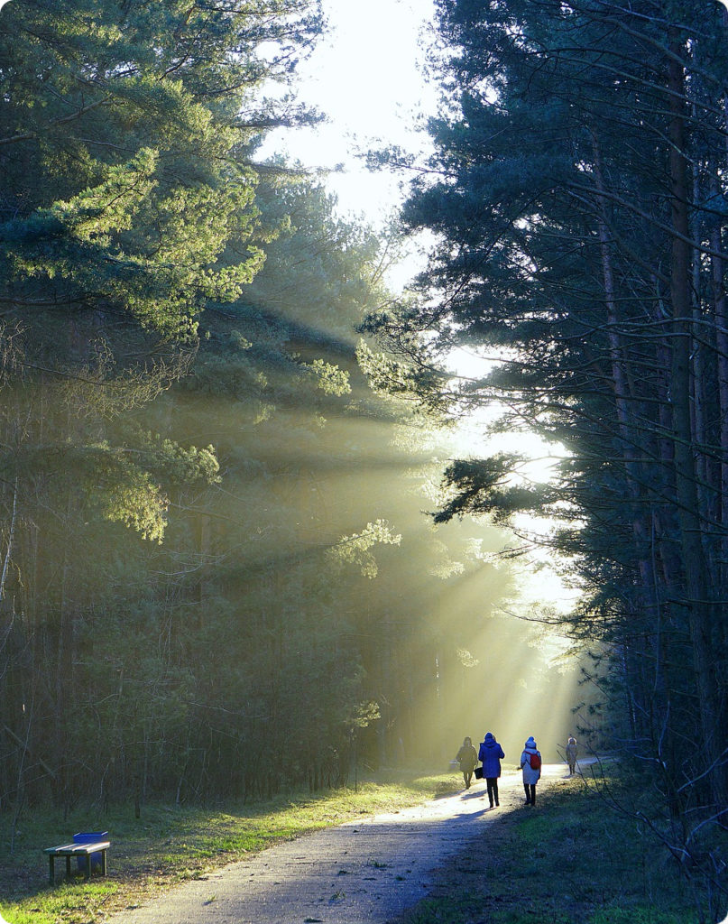 People walking in the woods